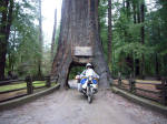 Drive-Thru Tree